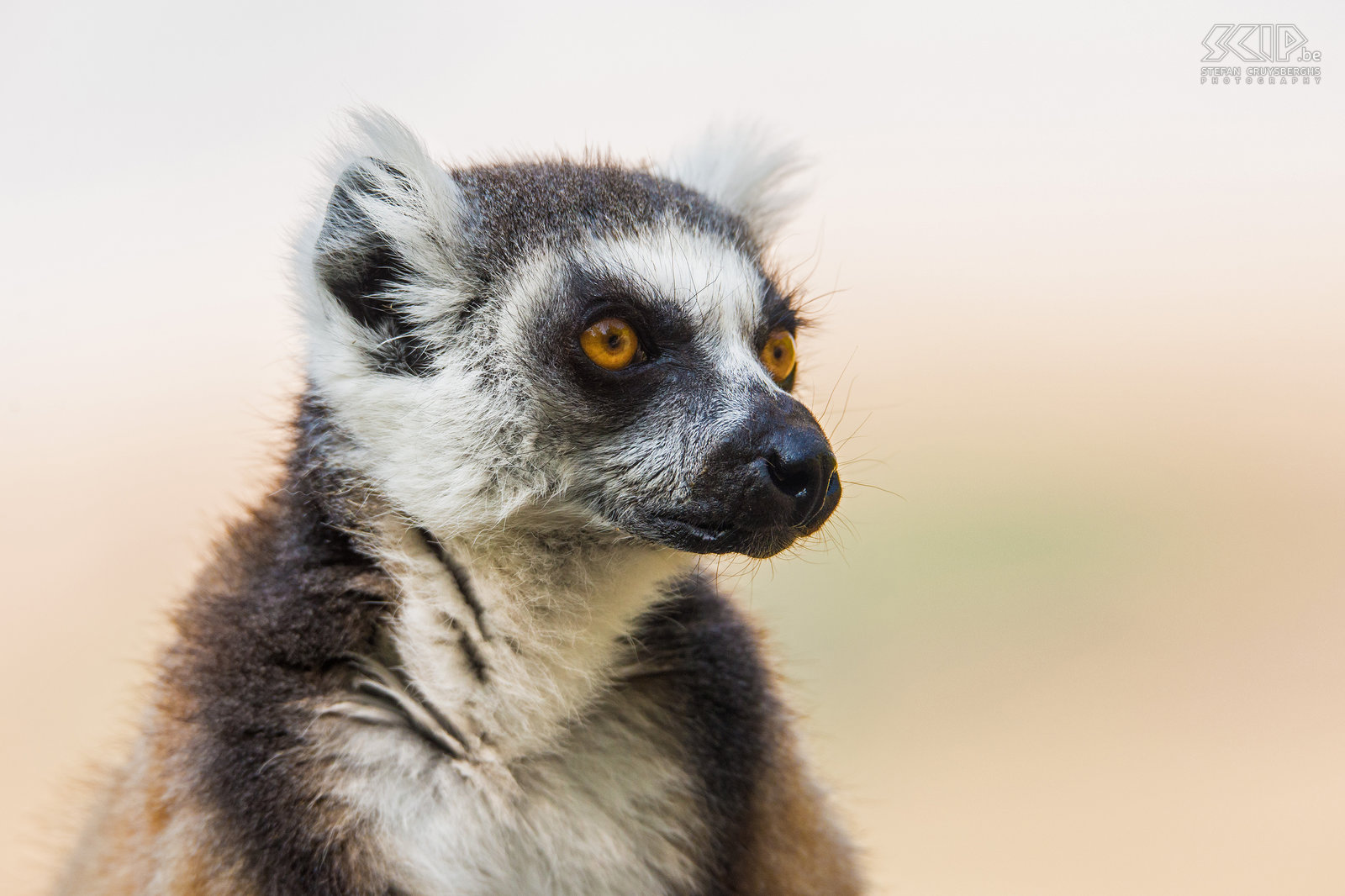 Anja - Close-up ring-tailed lemur The ring-tailed lemur is known locally in Malagasy as maky. And also in French and Dutch lemurs are mostly called maki. Stefan Cruysberghs